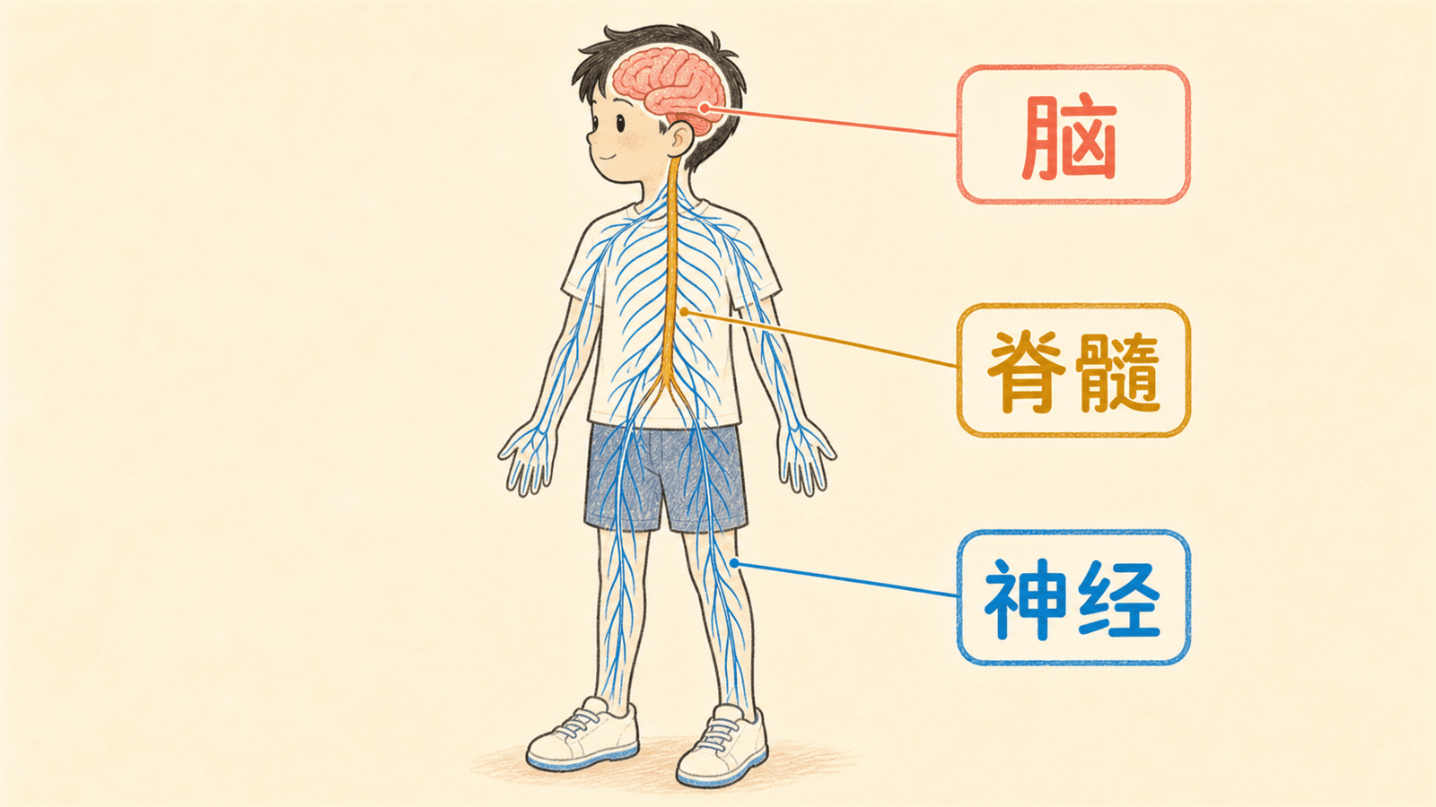 神经系统基础网络