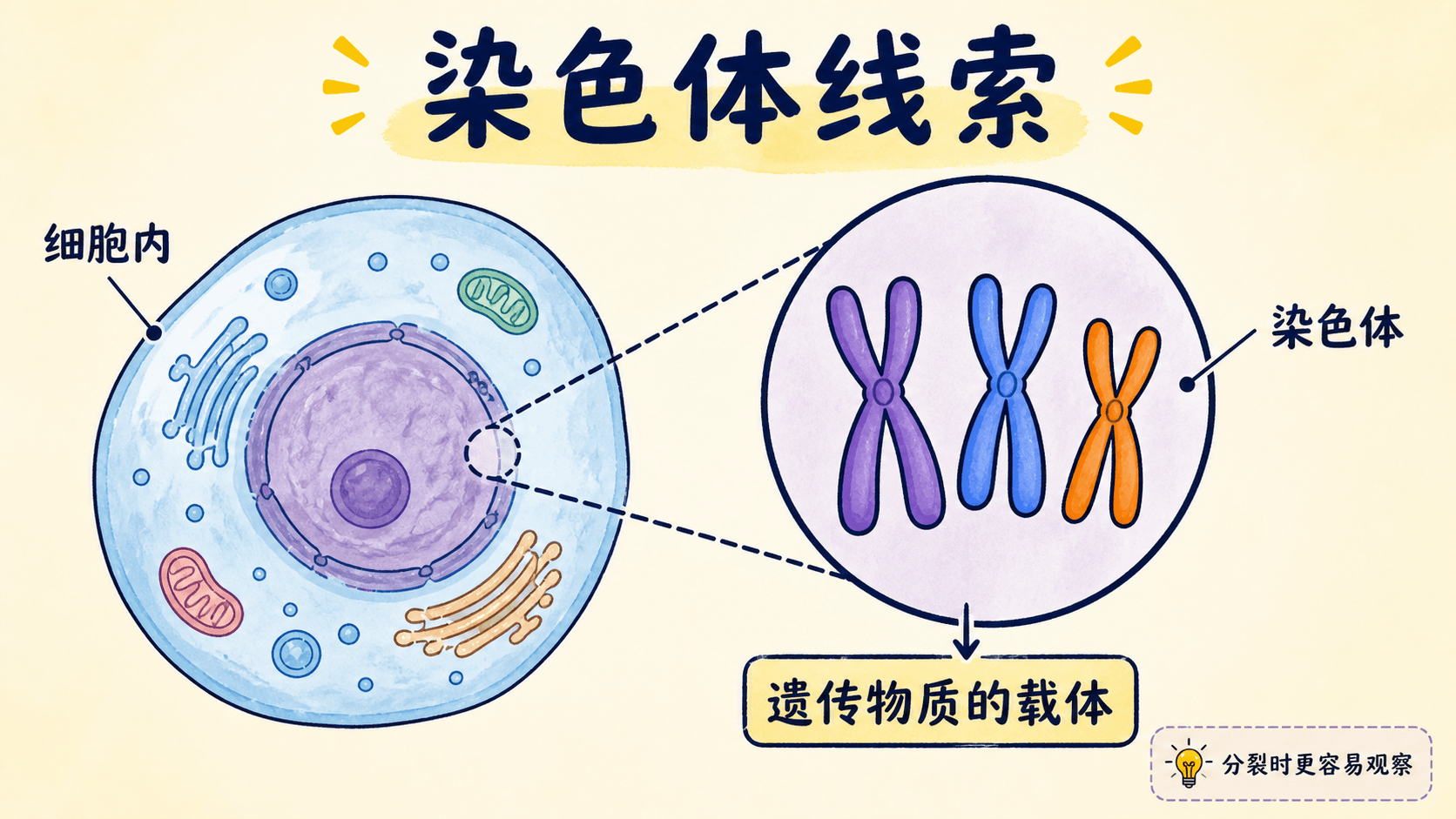 染色体线索