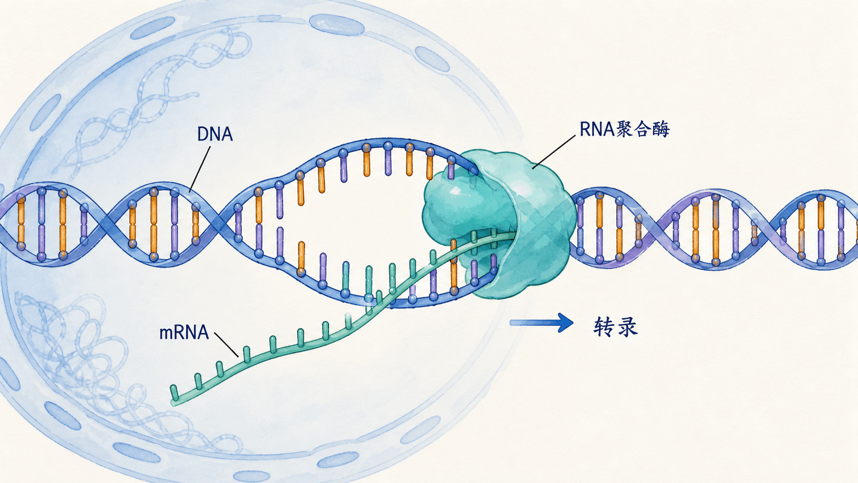 基因表达与性状 DNA经转录形成mRNA,再经翻译形成蛋白质并影响性状的流程示意图