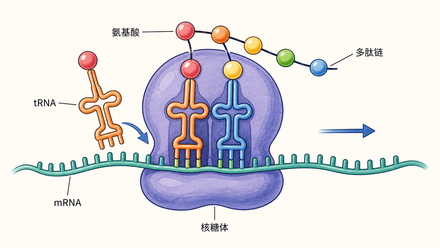 转录过程 DNA局部解旋后以一条链为模板合成mRNA的转录示意图