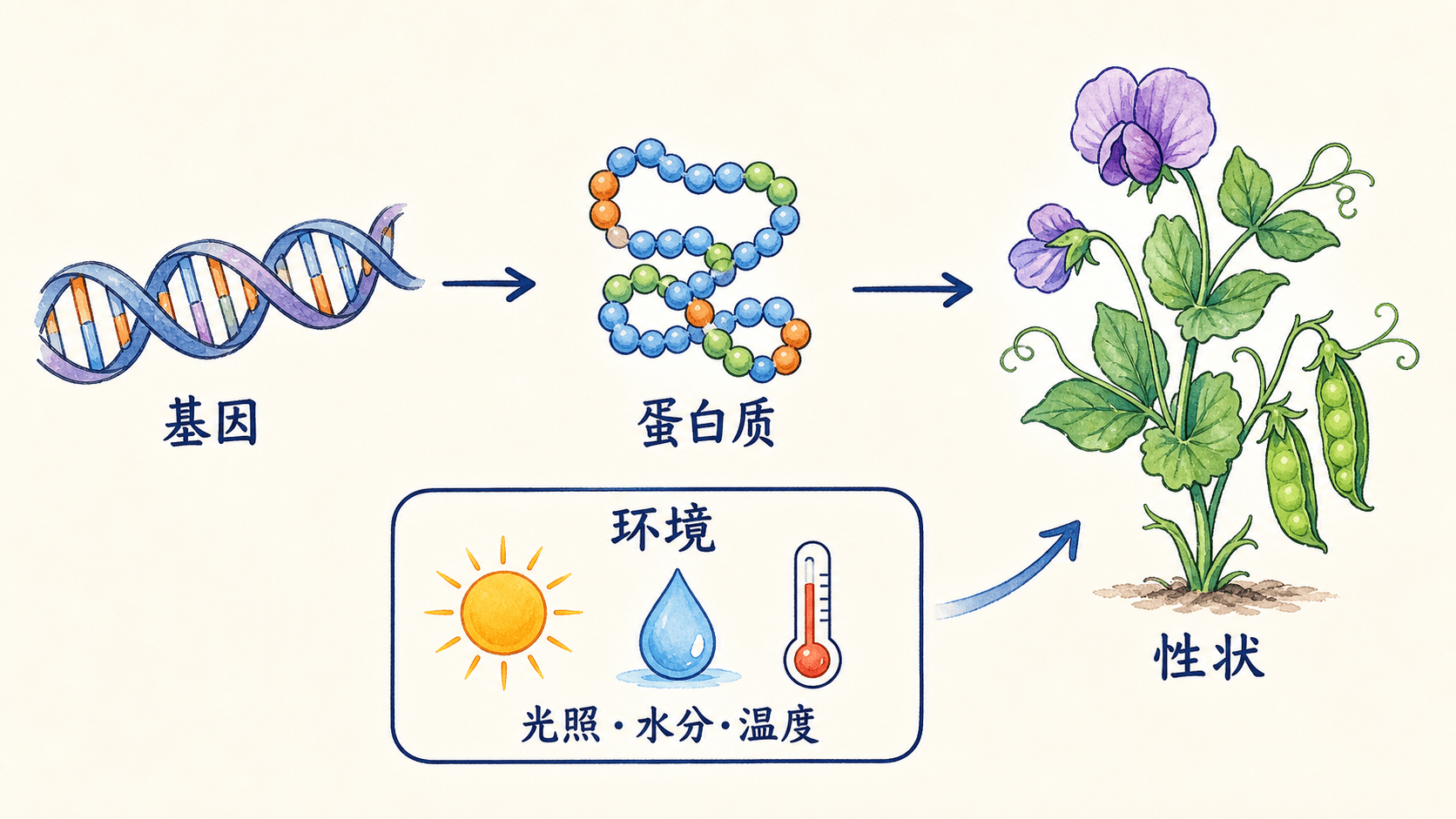 基因环境与性状 基因表达形成蛋白质并与营养温度等环境因素共同影响性状的示意图