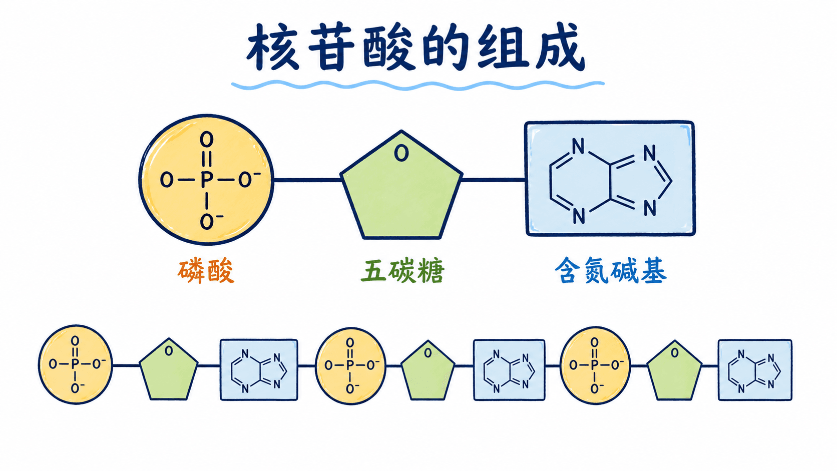 核苷酸的基本组成 核苷酸组成示意图:磷酸、五碳糖和含氮碱基共同构成一个核苷酸