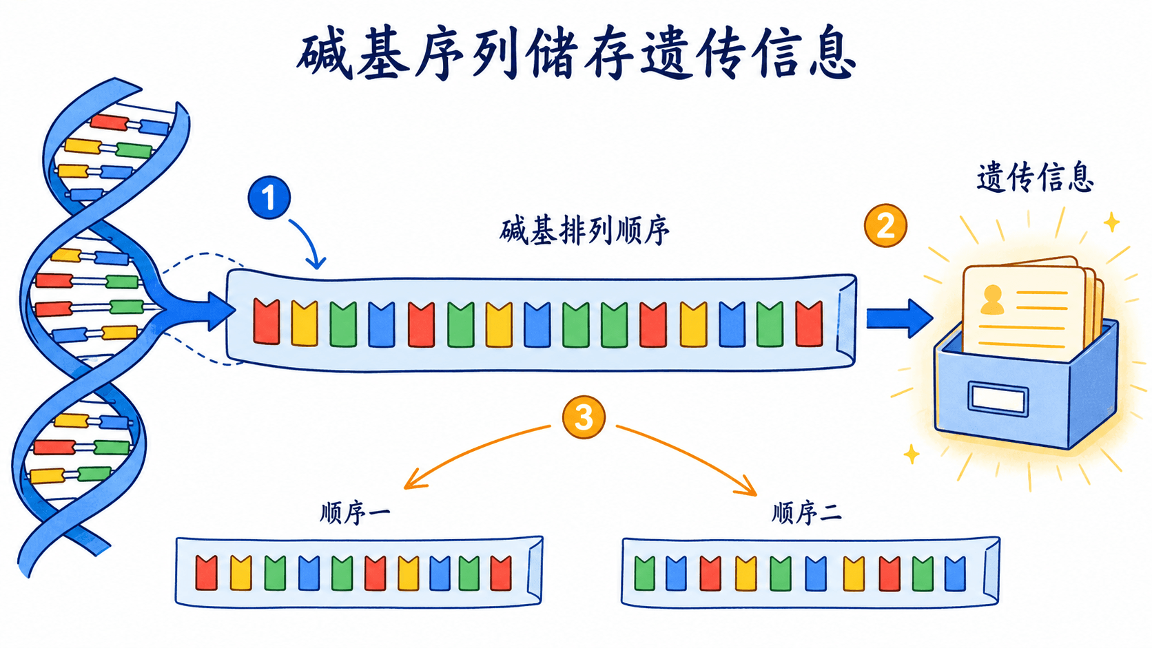 DNA碱基排列顺序承载遗传信息 碱基序列信息带:同样的四种碱基因排列不同而形成不同的信息