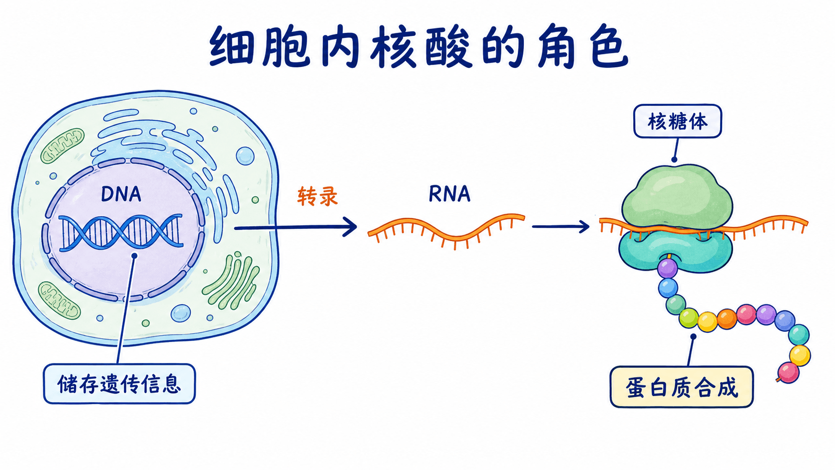 细胞内DNA与RNA的基本角色 细胞内核酸角色示意图:DNA保存遗传信息,RNA参与相关生命活动