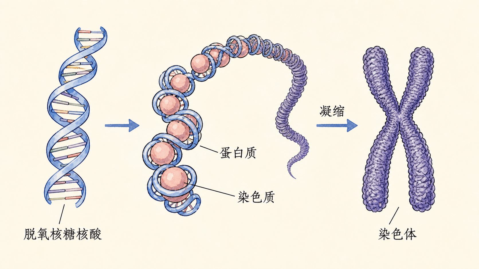 染色质与DNA DNA 缠绕并构成染色质,细胞分裂时凝缩为染色体的示意图