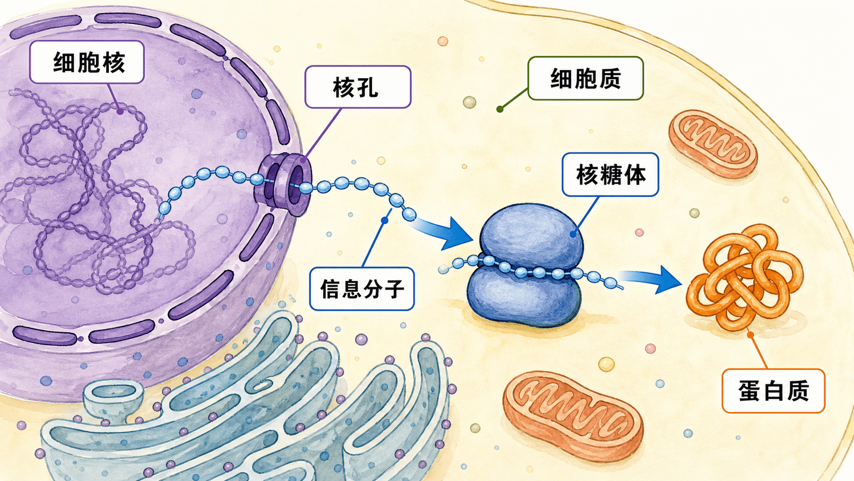 核质协作 细胞核中的遗传信息经核孔与细胞质中的核糖体和细胞器协作的示意图