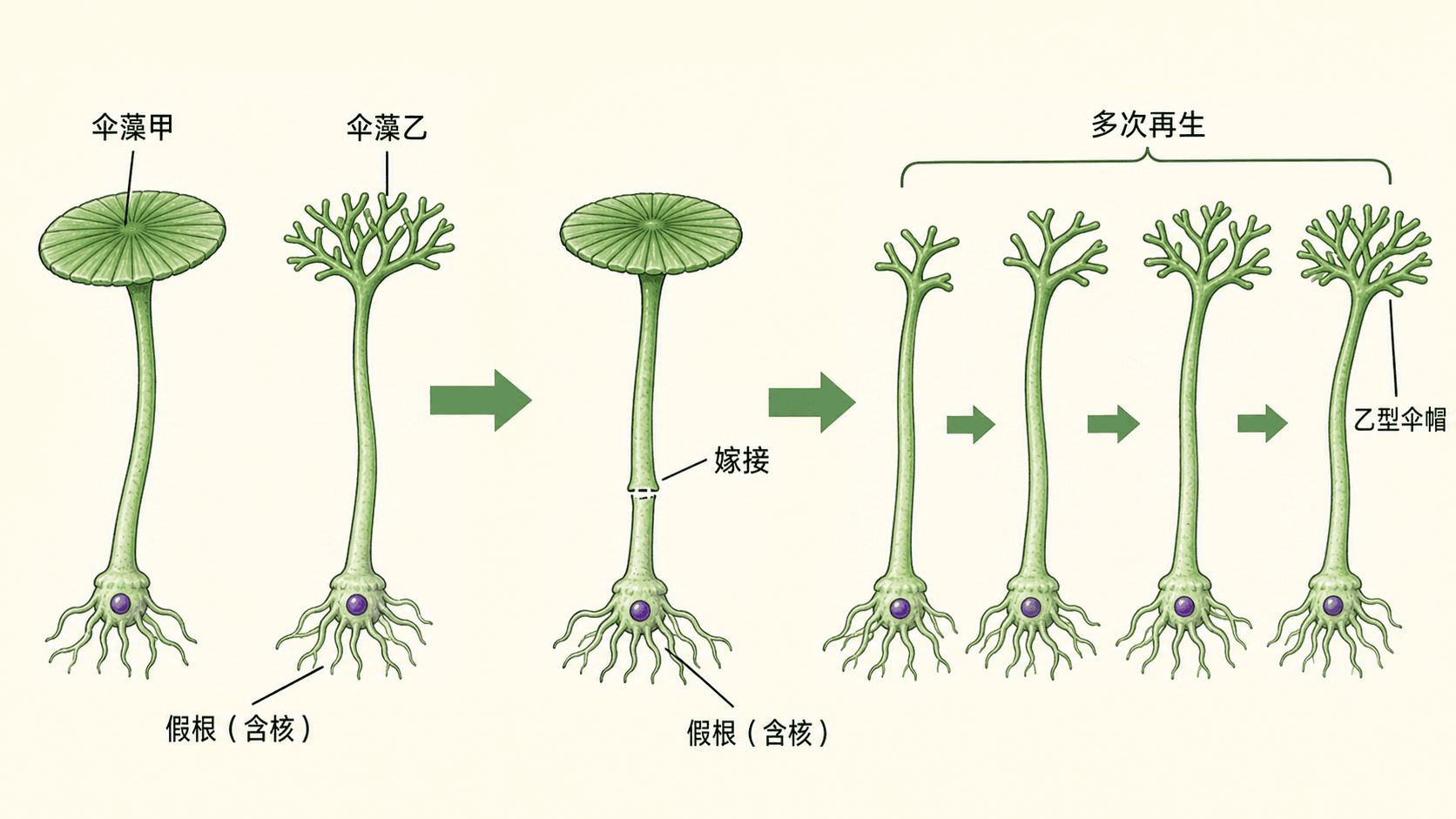 伞藻控制实验 两种伞藻的伞柄和含细胞核的假根嫁接后,多次再生伞帽形态变化的示意图
