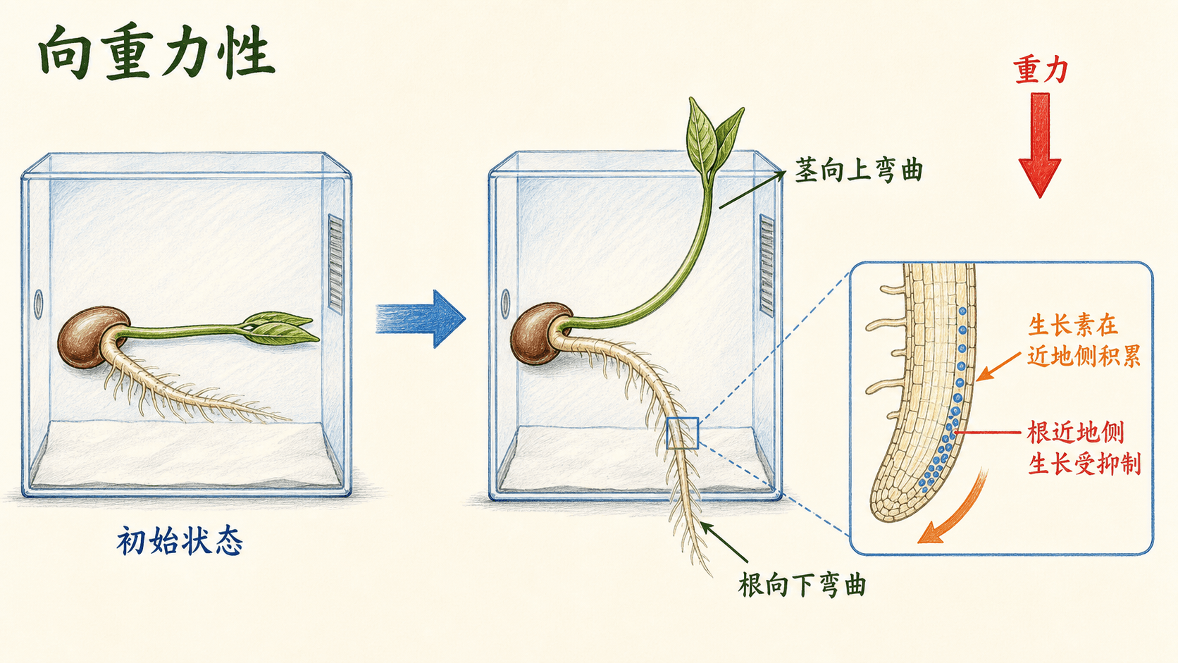 向性生长的差异生长机制 茎向光生长以及根和茎对重力方向生长反应的示意图