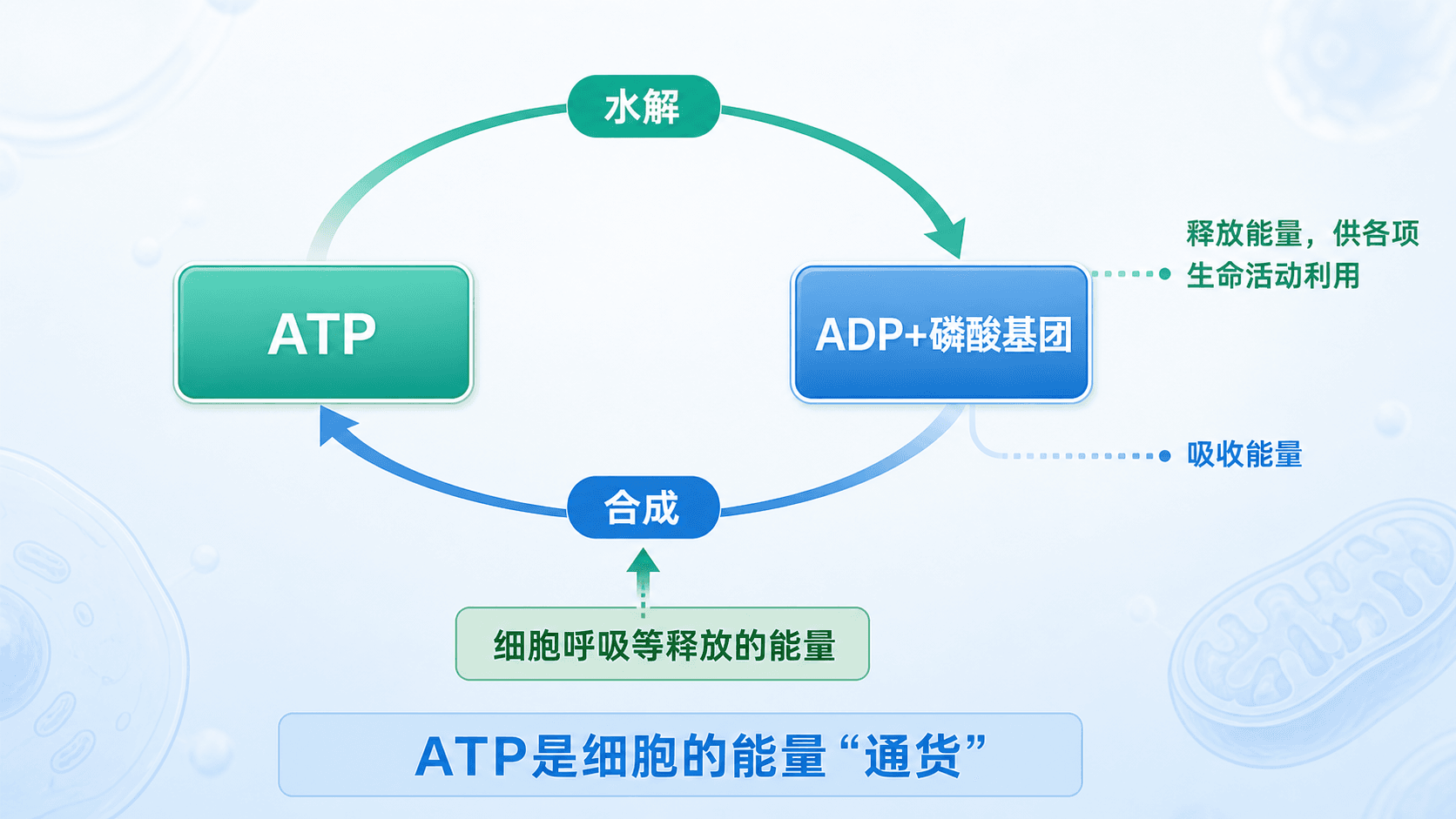ATP水解为生命活动提供能量,ADP接受能量后重新合成ATP的循环