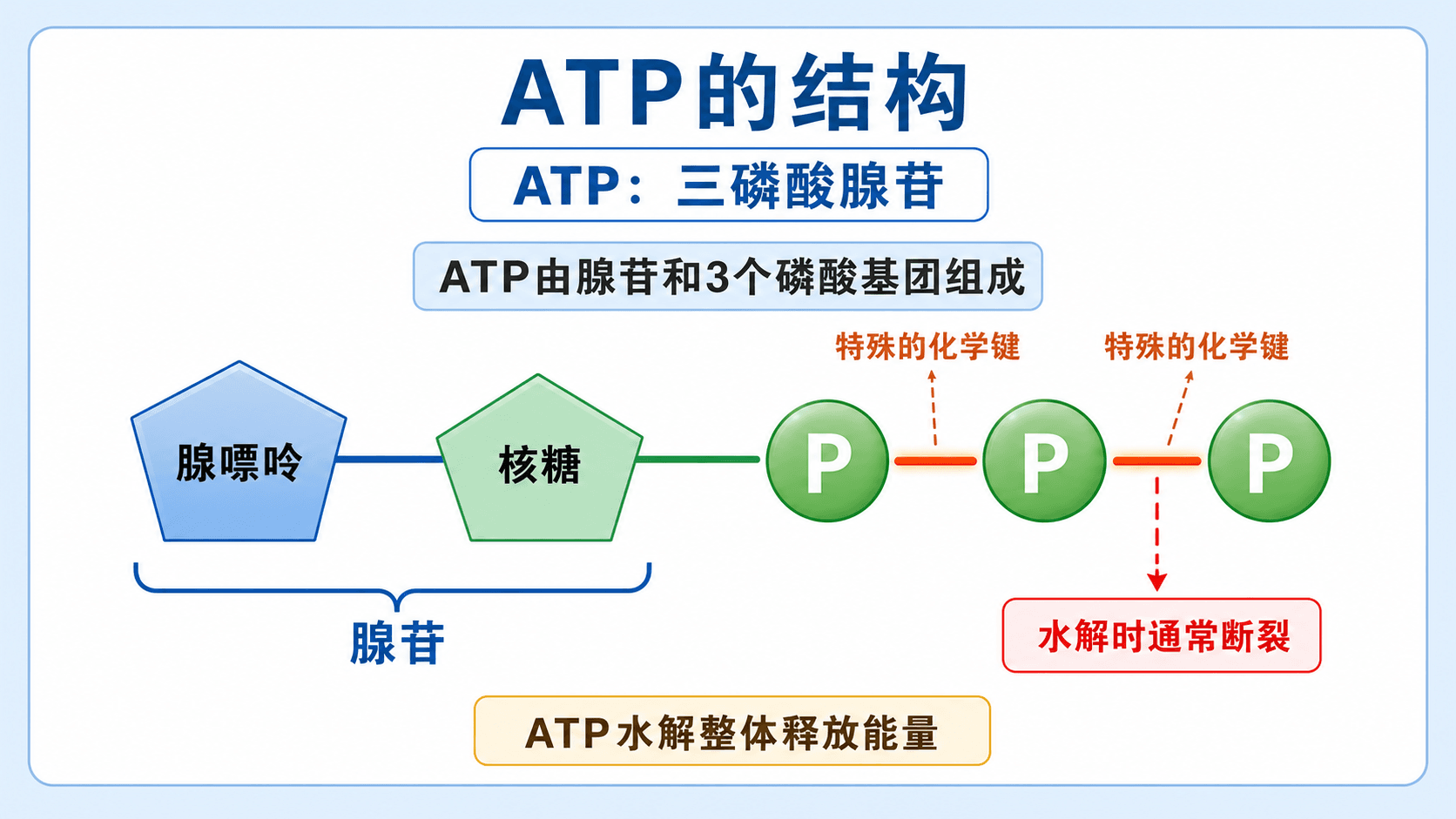 ATP由腺苷和三个磷酸基团组成,远离腺苷的一端最先参与水解