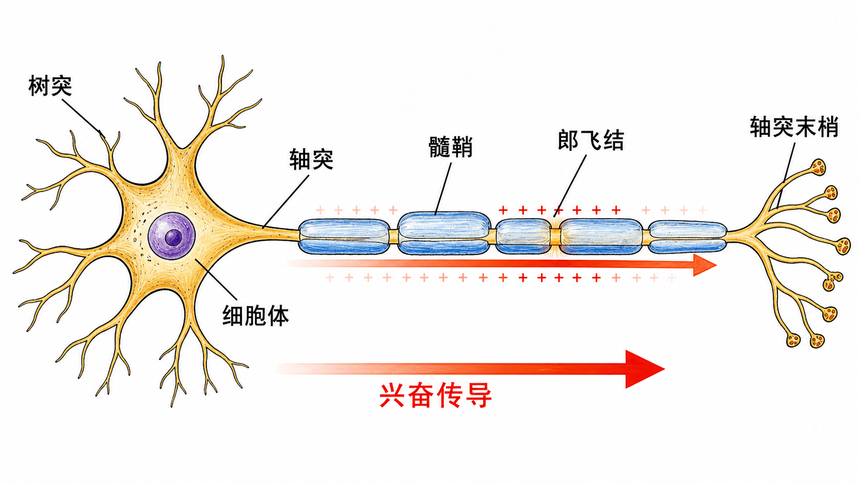 兴奋在神经纤维上的传导 神经纤维静息状态和兴奋状态的膜内外电位变化及局部电流方向示意图