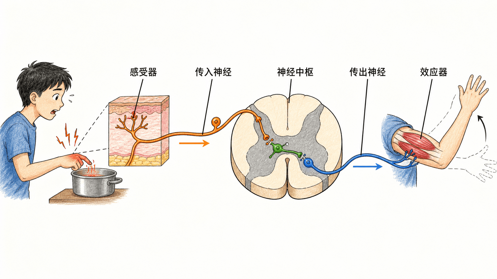 反射弧的组成 以缩手反射为例标出感受器、传入神经、脊髓中枢、传出神经和效应器的反射弧示意图