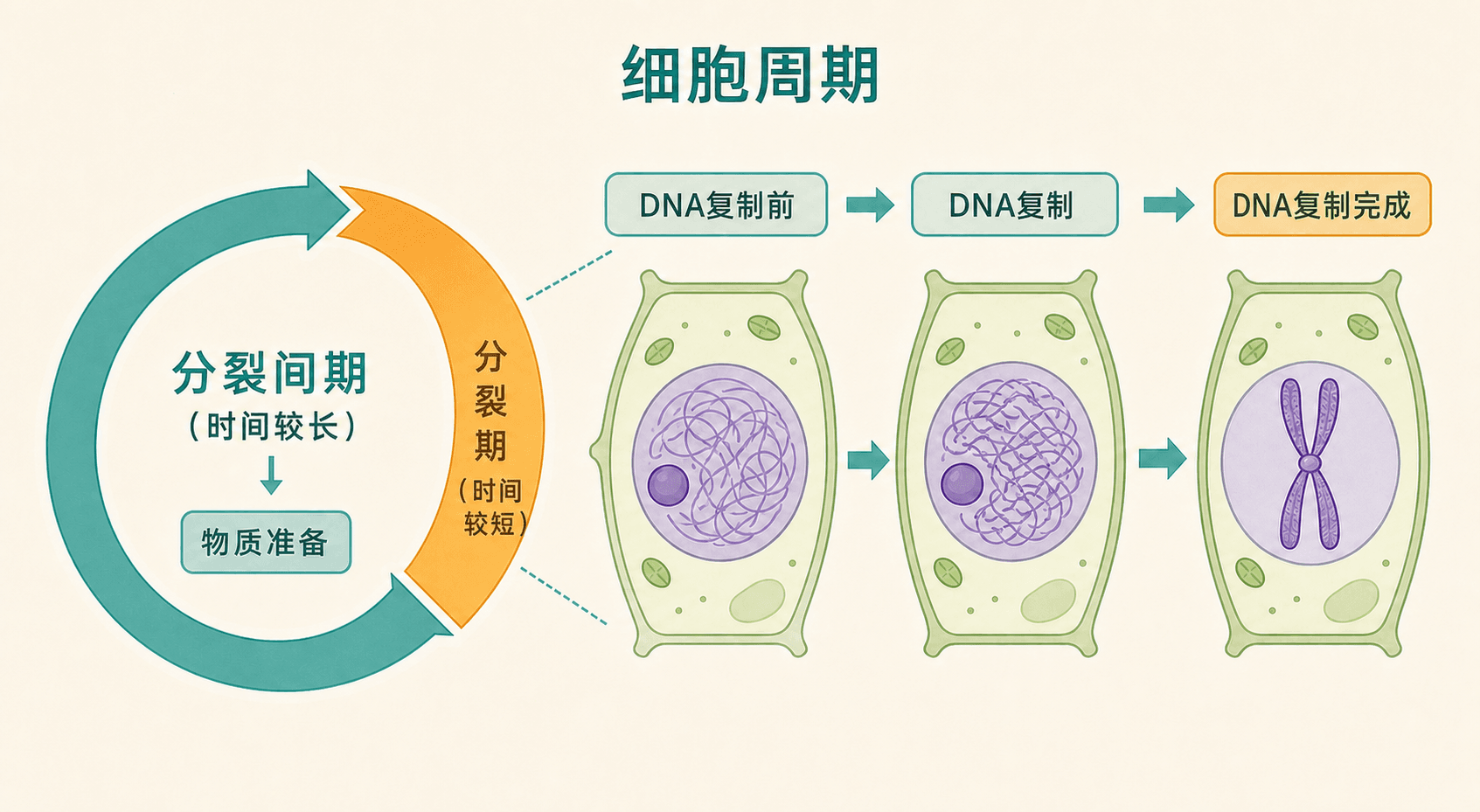 细胞周期示意:分裂间期进行 DNA 复制并完成物质准备