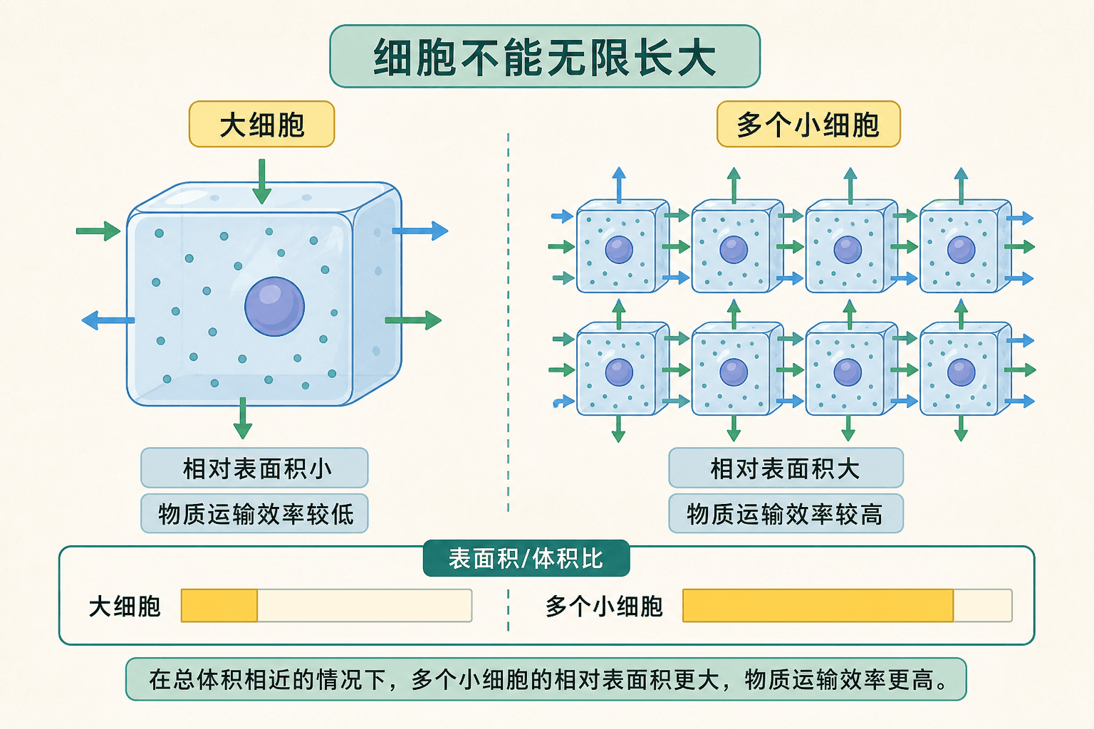 细胞大小、表面积与体积比及物质运输效率关系示意