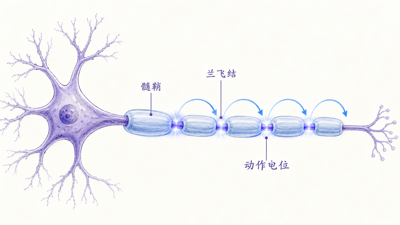 手绘生物信息图:有髓轴突上动作电位在兰飞结之间跳跃式传导