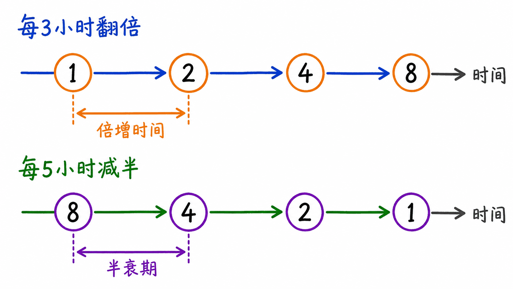 倍增时间与半衰期的双时间轴示意图