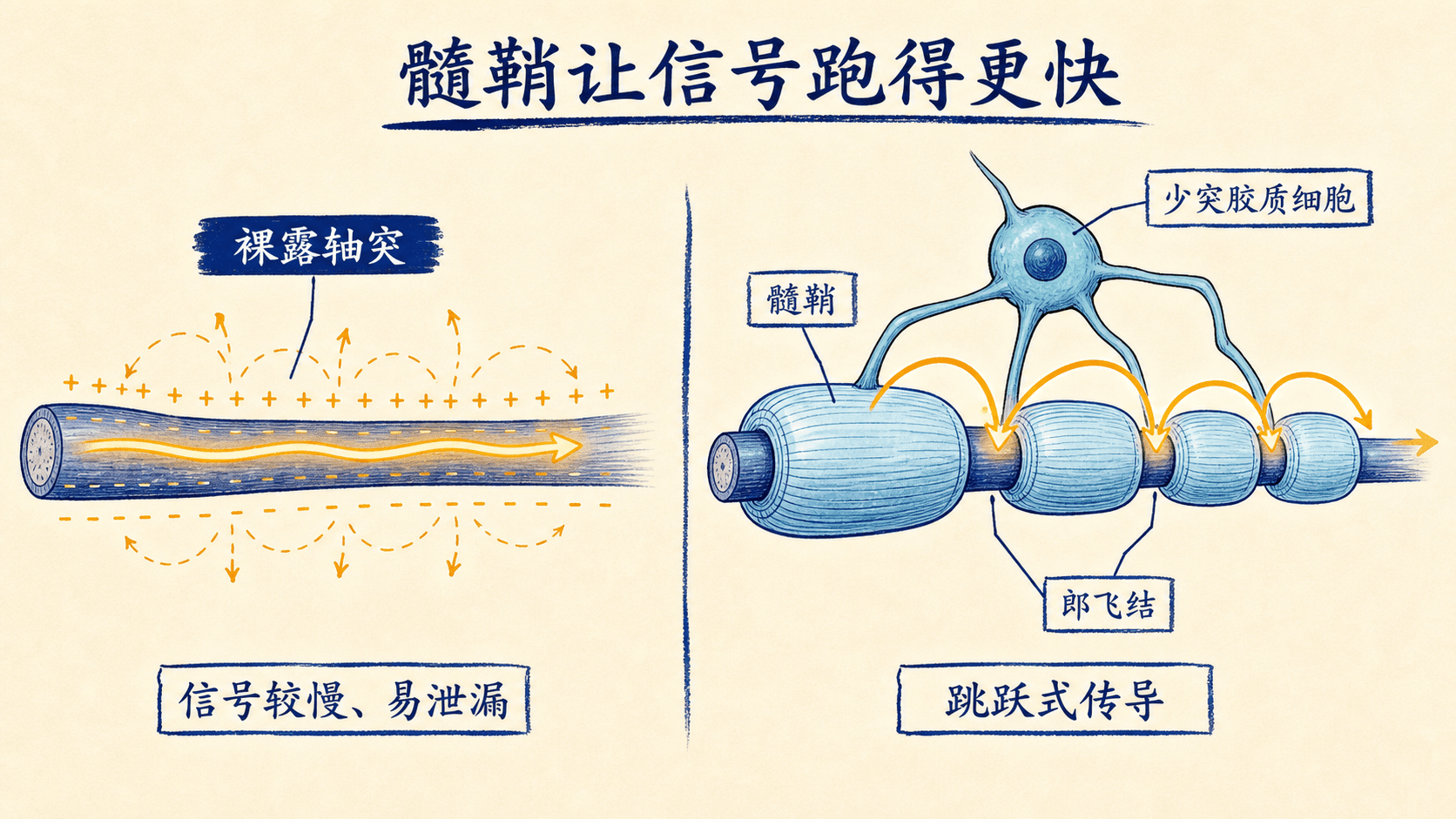 髓鞘让信号跑得更快:裸露轴突与髓鞘化轴突、郎飞结和跳跃式传导的对照