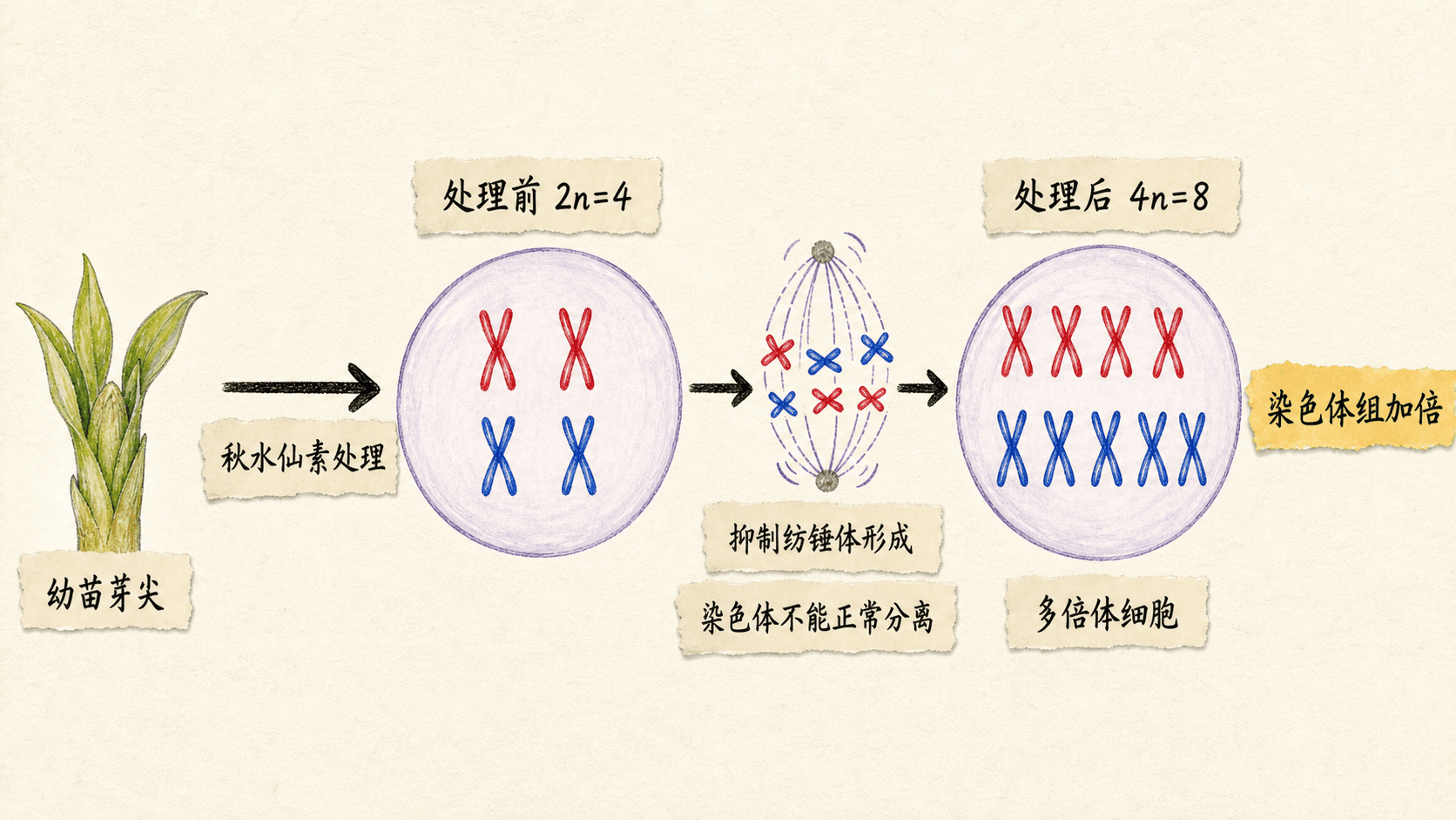 以幼苗芽尖和有丝分裂图示说明秋水仙素抑制纺锤体形成并诱导染色体数目加倍