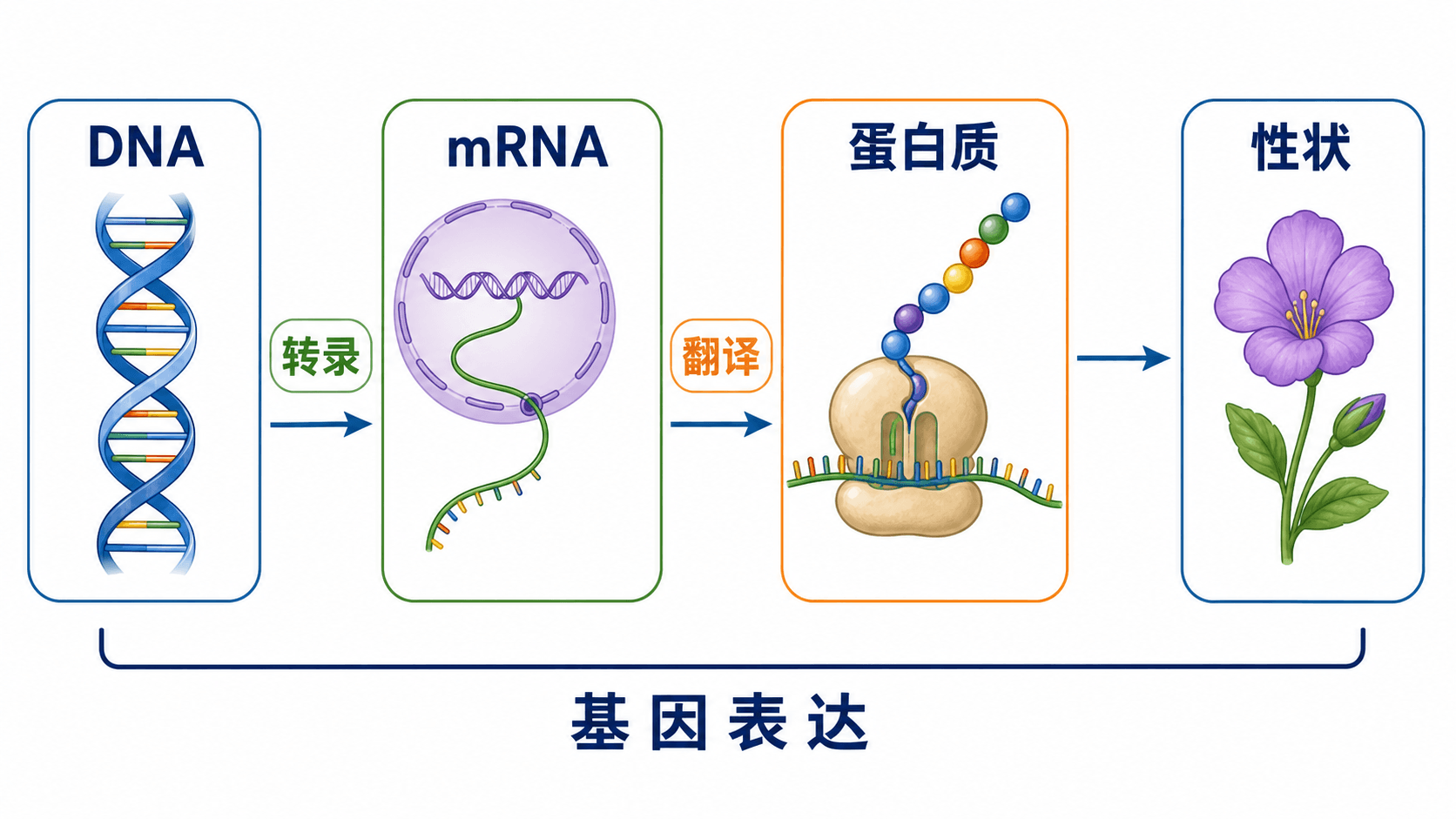 遗传信息从DNA到性状的表达路径