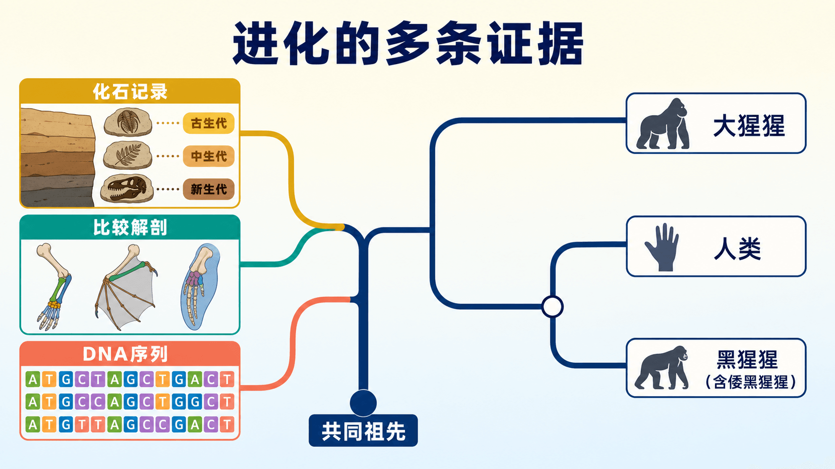 化石、比较解剖与DNA序列共同支持系统发育树的示意
