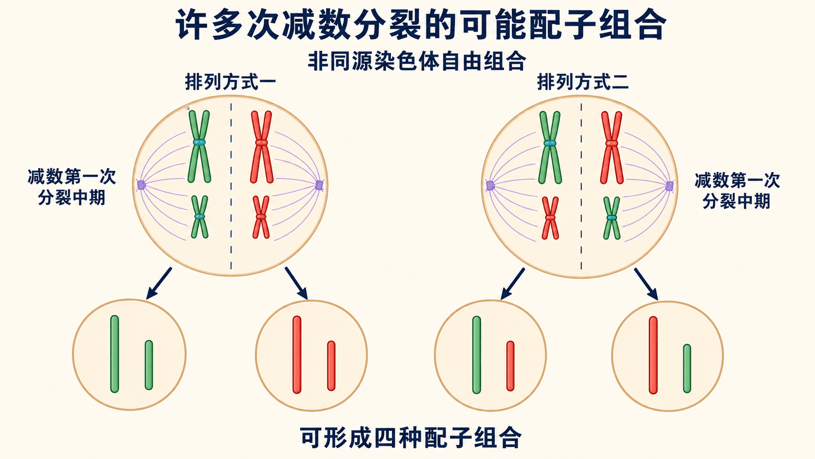 同源染色体分离、非同源染色体自由组合与受精随机结合的示意图