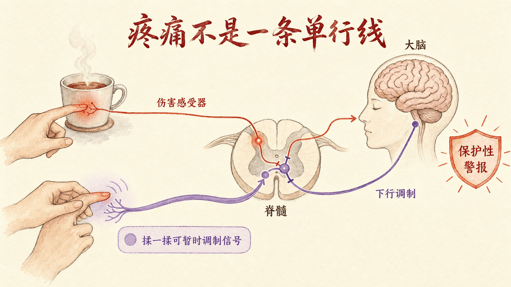 发热的设定点上调:寒战升温与出汗散热