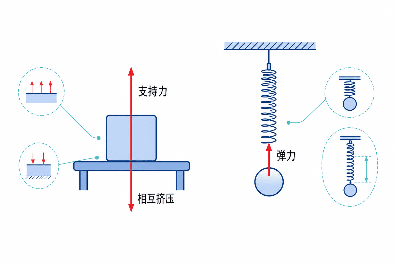 接触处发生微小形变,弹力方向与形变恢复趋势有关