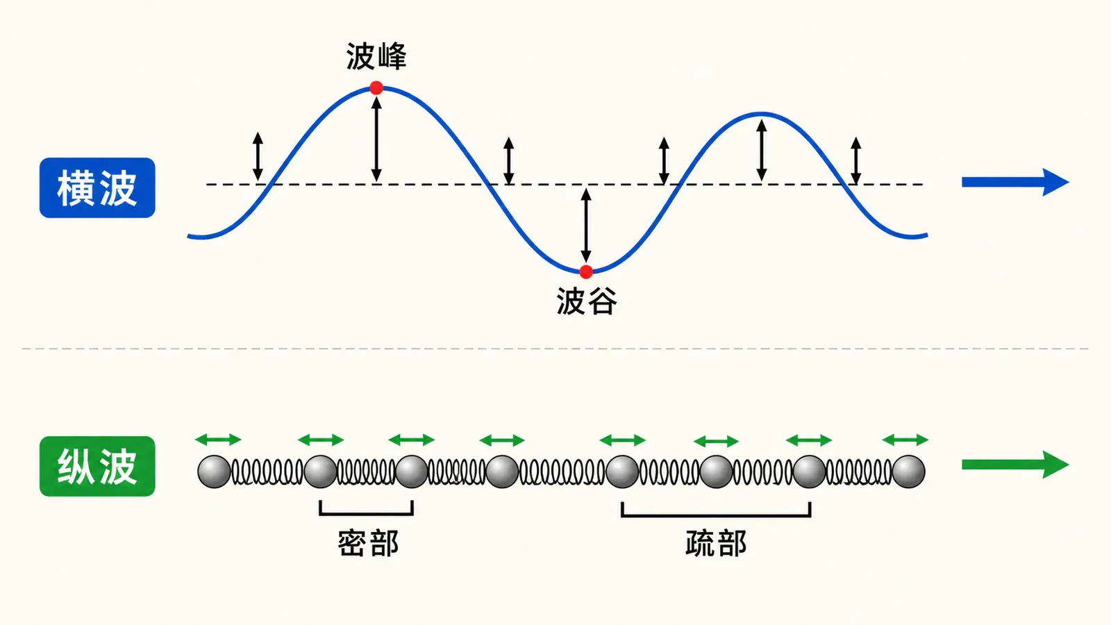 横波的波峰波谷与纵波的疏部密部对照