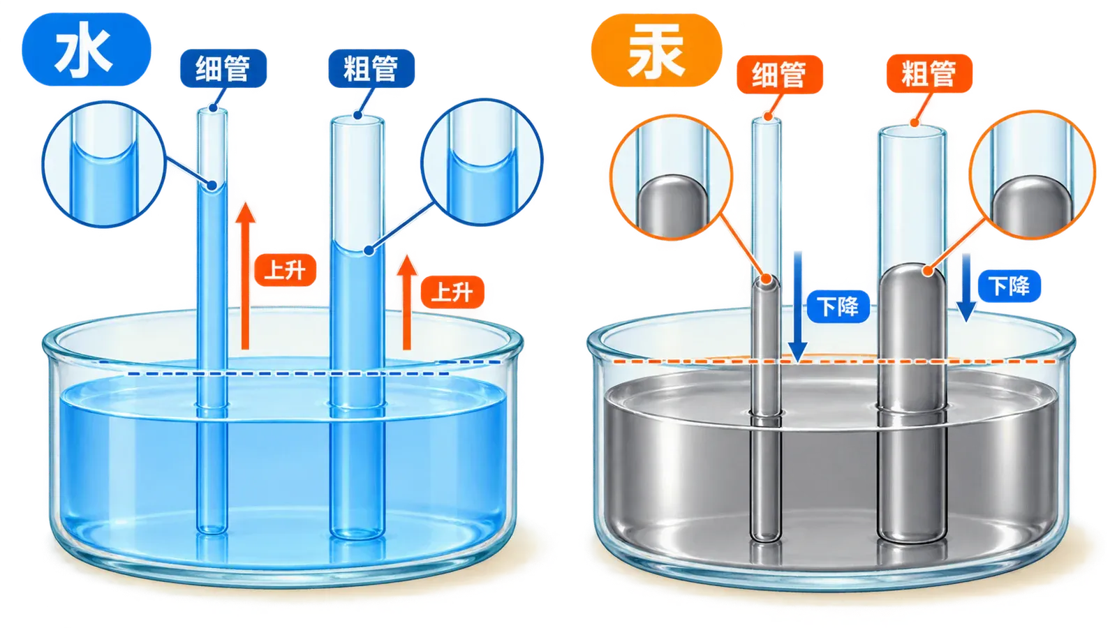 浸润液体上升与不浸润液体下降的毛细现象
