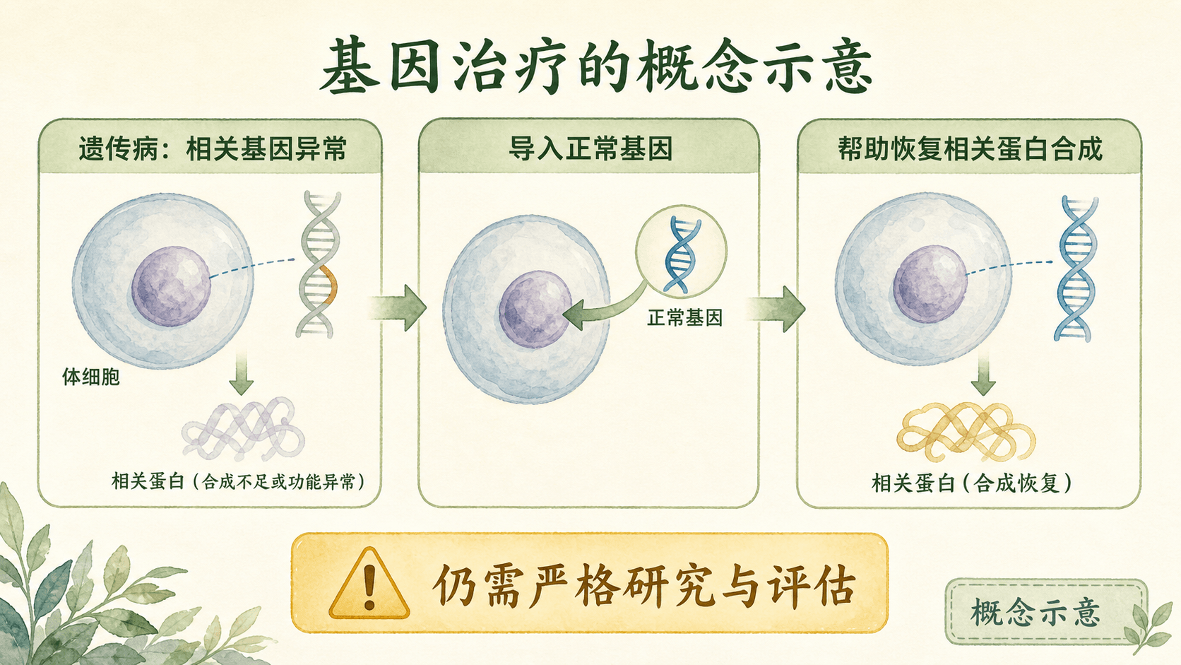 基因治疗以导入正常基因帮助相关细胞恢复蛋白质合成功能的概念图
