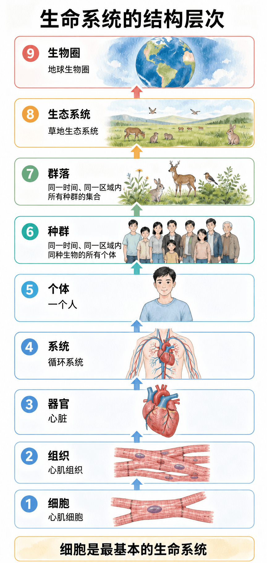 以人体为例,从心肌细胞到生物圈的生命系统层次