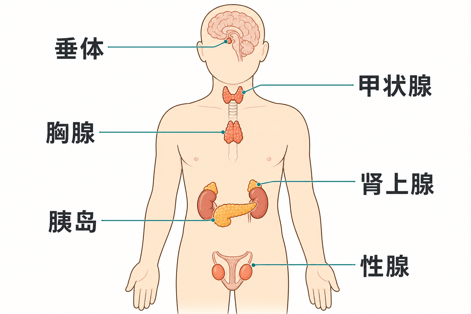 人体主要内分泌腺位置与代表性激素:垂体、甲状腺、胰岛、肾上腺和性腺