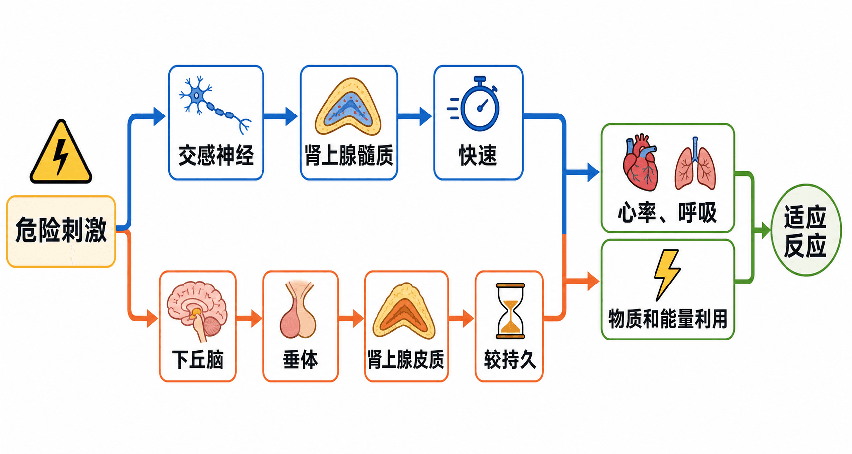 应激反应中的神经—内分泌协调:危险信号经交感神经与下丘脑—垂体—肾上腺皮质通路引起全身适应
