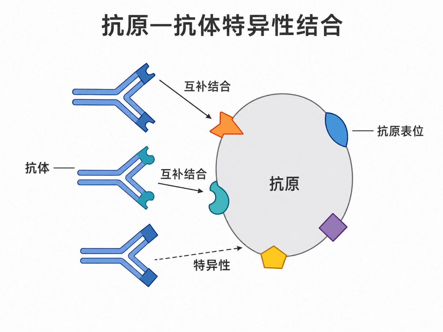 抗原抗体特异性结合图:Y形抗体与对应抗原表位互补结合,中文标注,结构准确