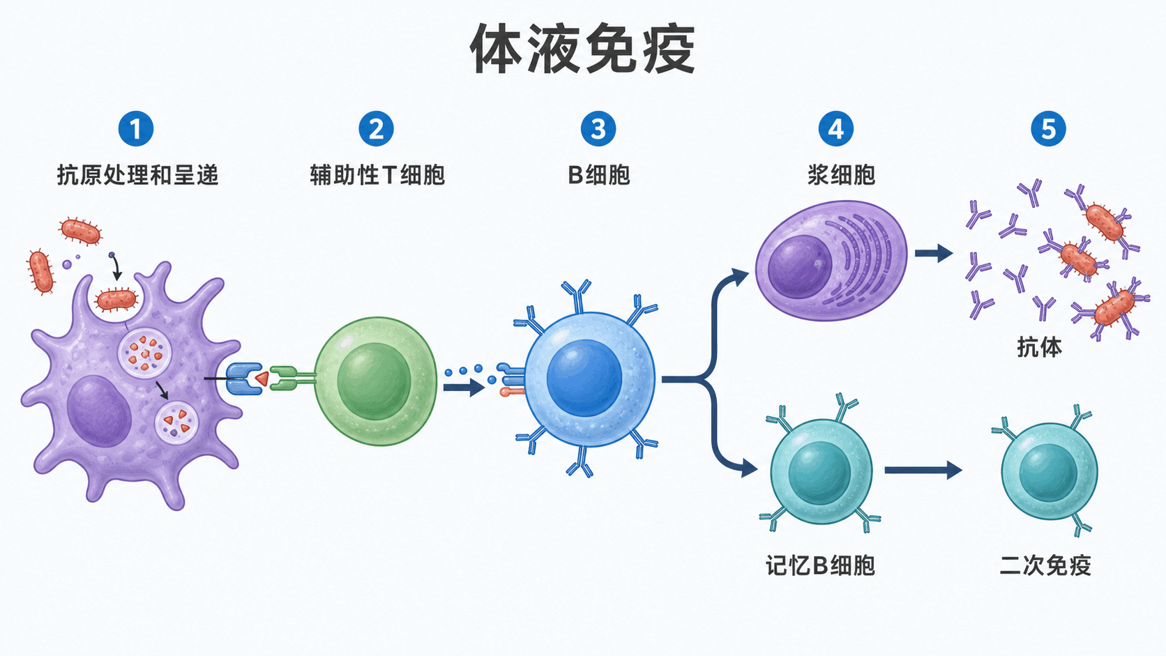 体液免疫流程图:抗原处理呈递、T细胞辅助、B细胞分化为浆细胞和记忆细胞、抗体作用,中文标注