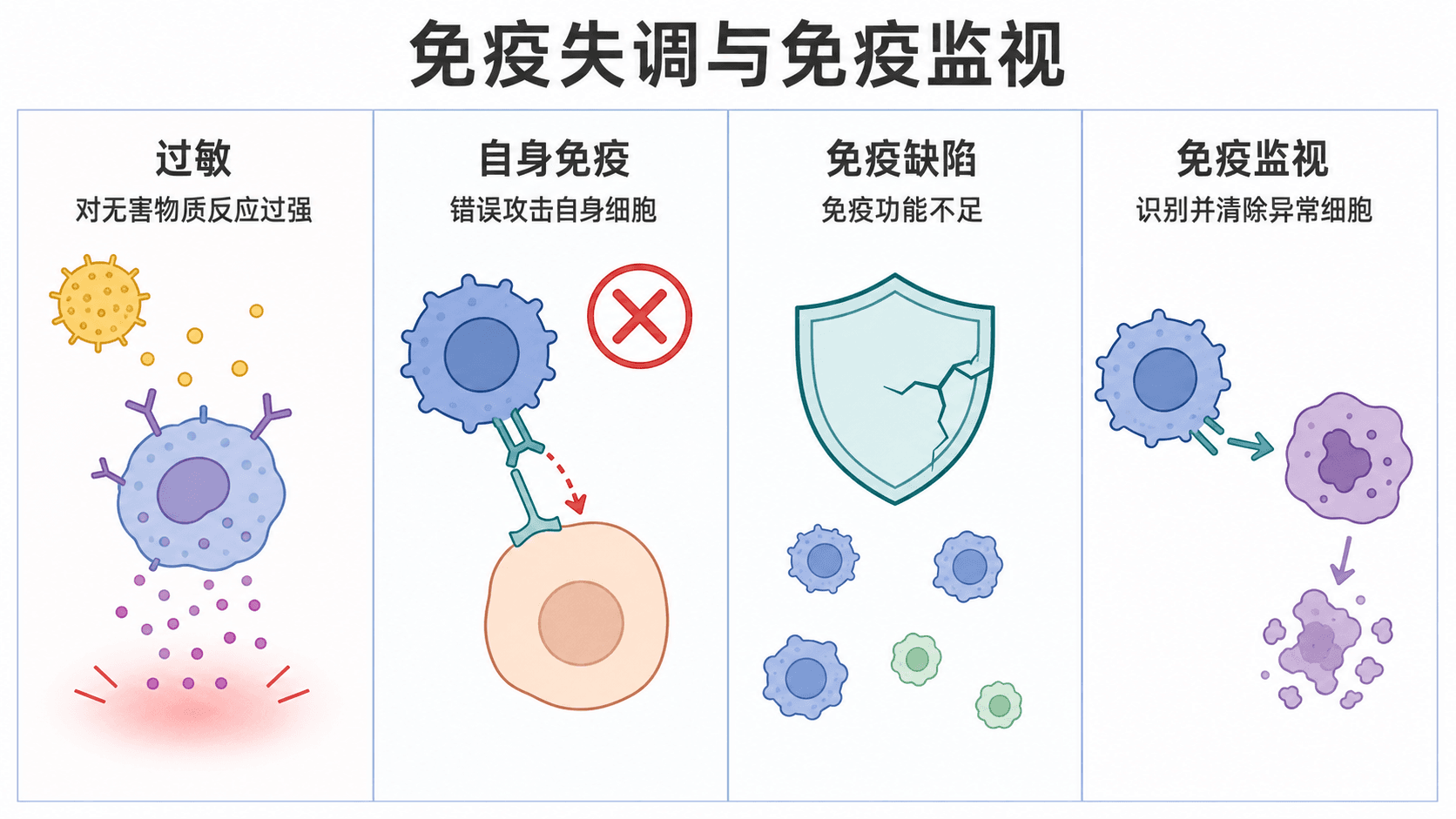 免疫异常对照图:过敏、自身免疫、免疫缺陷与免疫监视四种情形,中文教材风格、避免恐怖画面