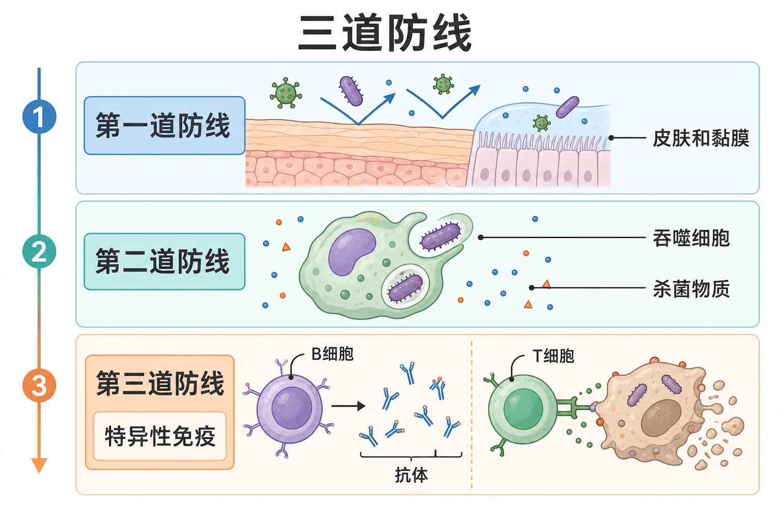 三道防线示意图:皮肤黏膜、吞噬细胞与体液杀菌物质、特异性免疫逐层防御,中文标注
