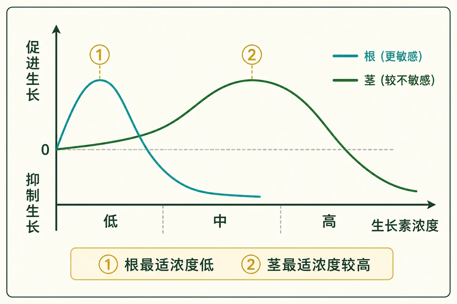 同一生长素浓度对根、芽、茎的效应不同:低浓度促进,超过适宜范围后转为抑制