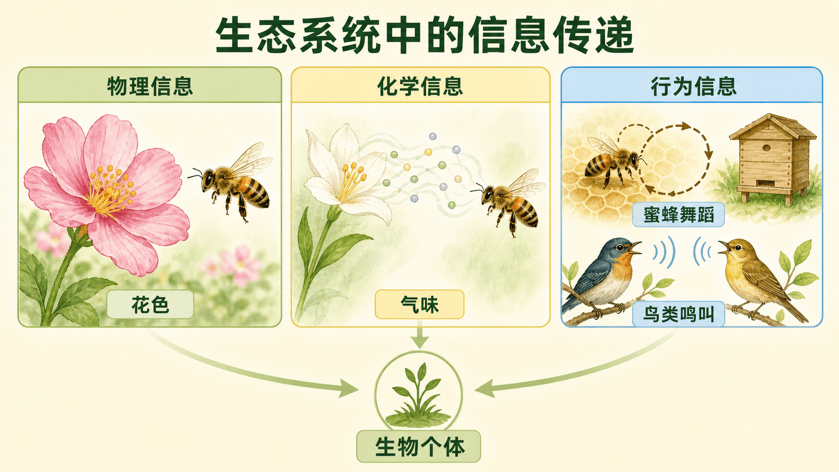 蜜蜂通过舞蹈传递蜜源方向和距离,植物花色与昆虫视觉信号相互作用的信息传递示意图