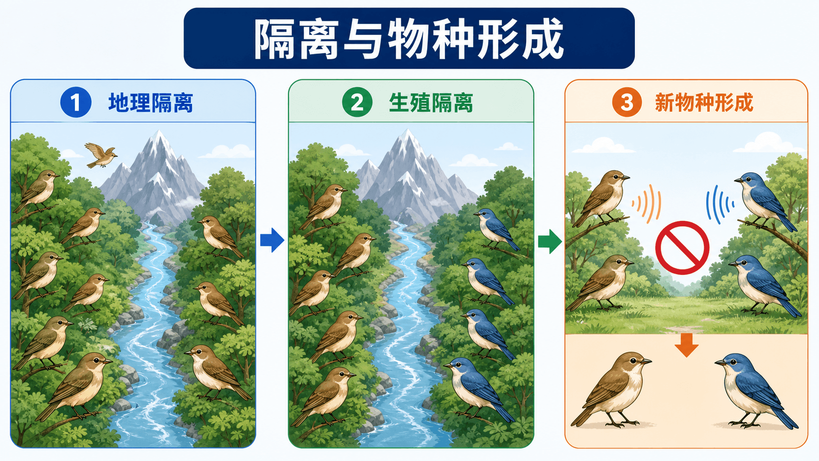 从地理隔离到生殖隔离,再到新物种形成的过程