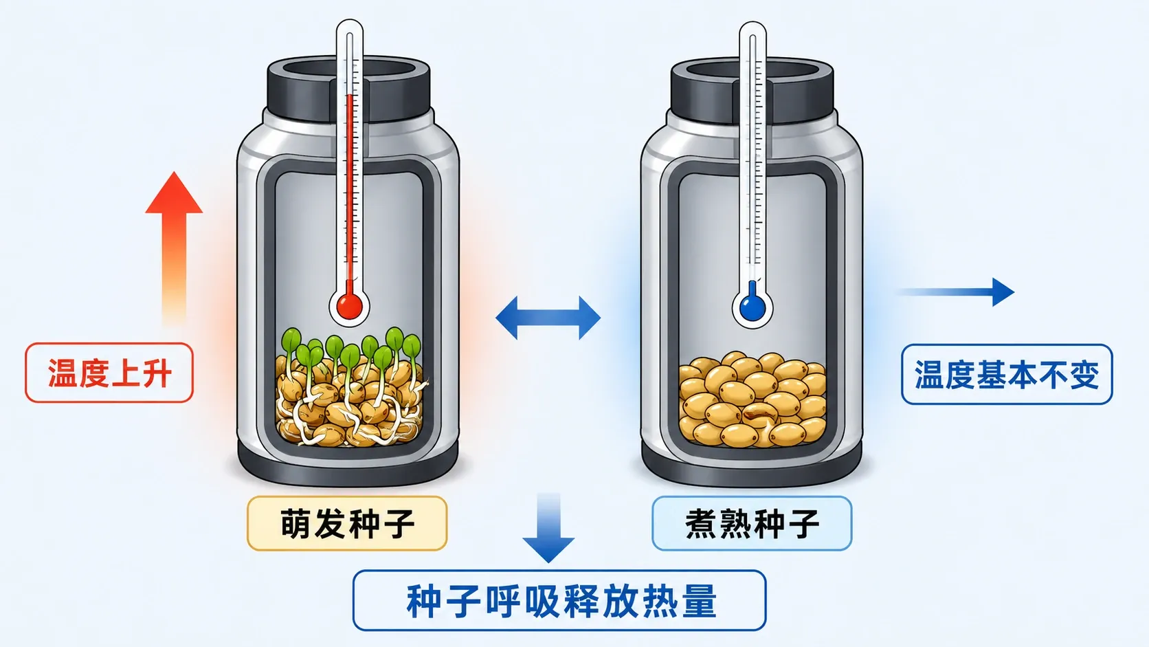 萌发种子与煮熟种子温度对照实验示意图