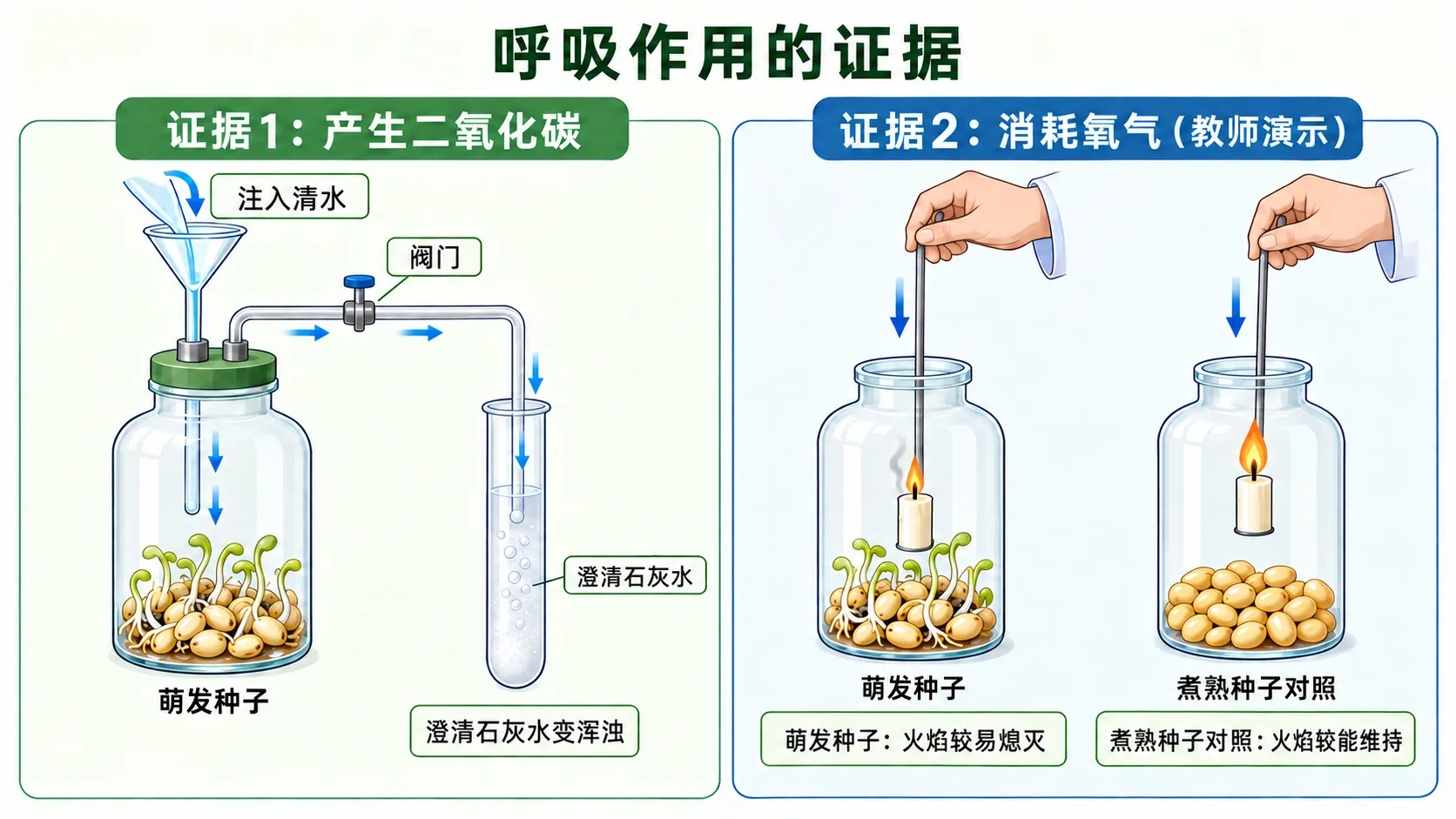 注水将萌发种子瓶内气体压入澄清石灰水，以及教师把燃烧蜡烛分别放入萌发种子瓶和煮熟种子对照瓶的实验示意图