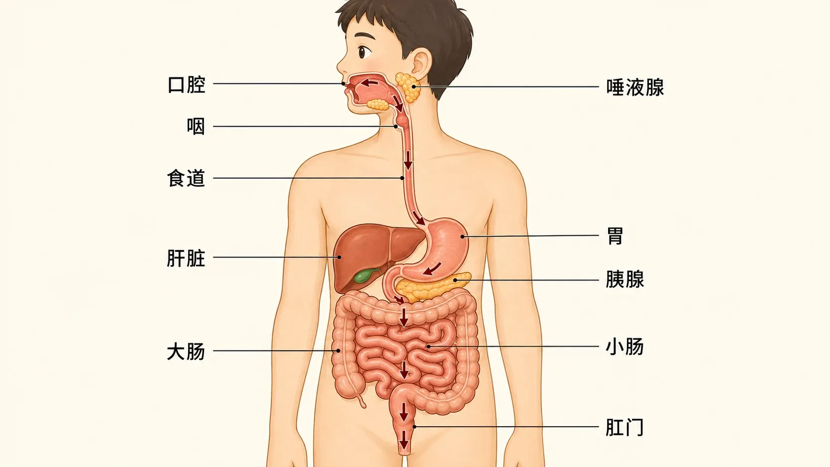 食物经过消化道以及消化腺分泌消化液的路径示意图