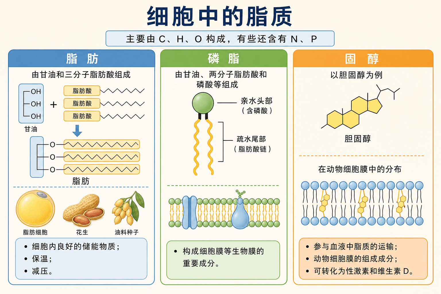 脂肪、磷脂和固醇的结构与功能关系图