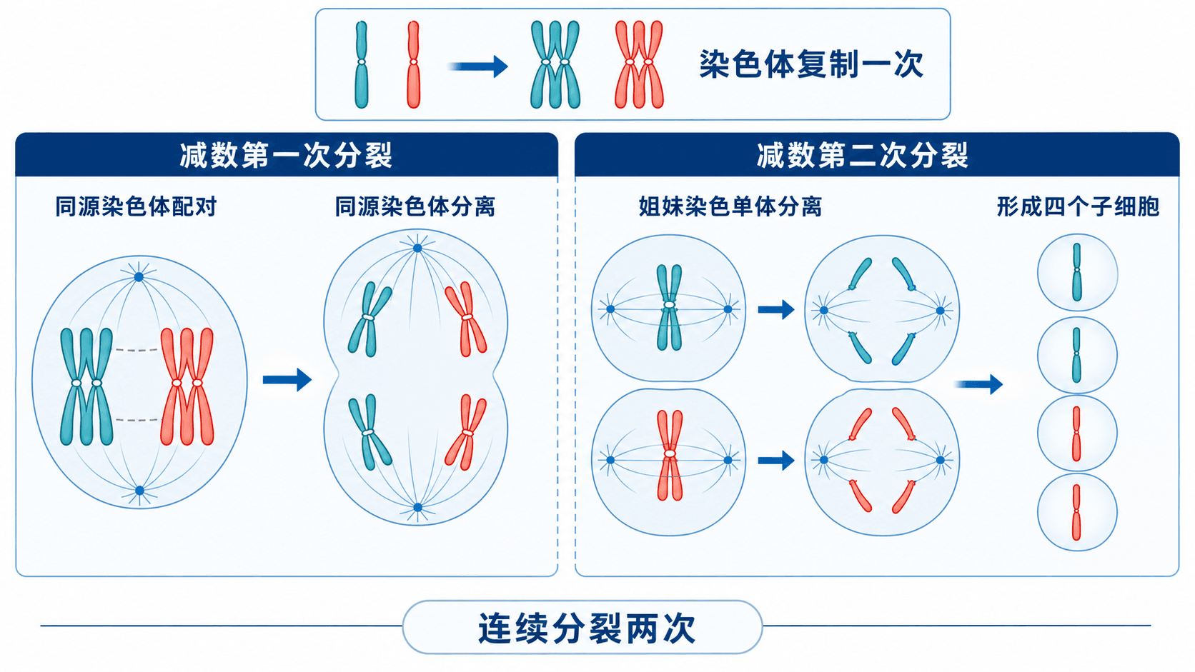 减数第一次分裂中同源染色体联会、排列和分离的示意图