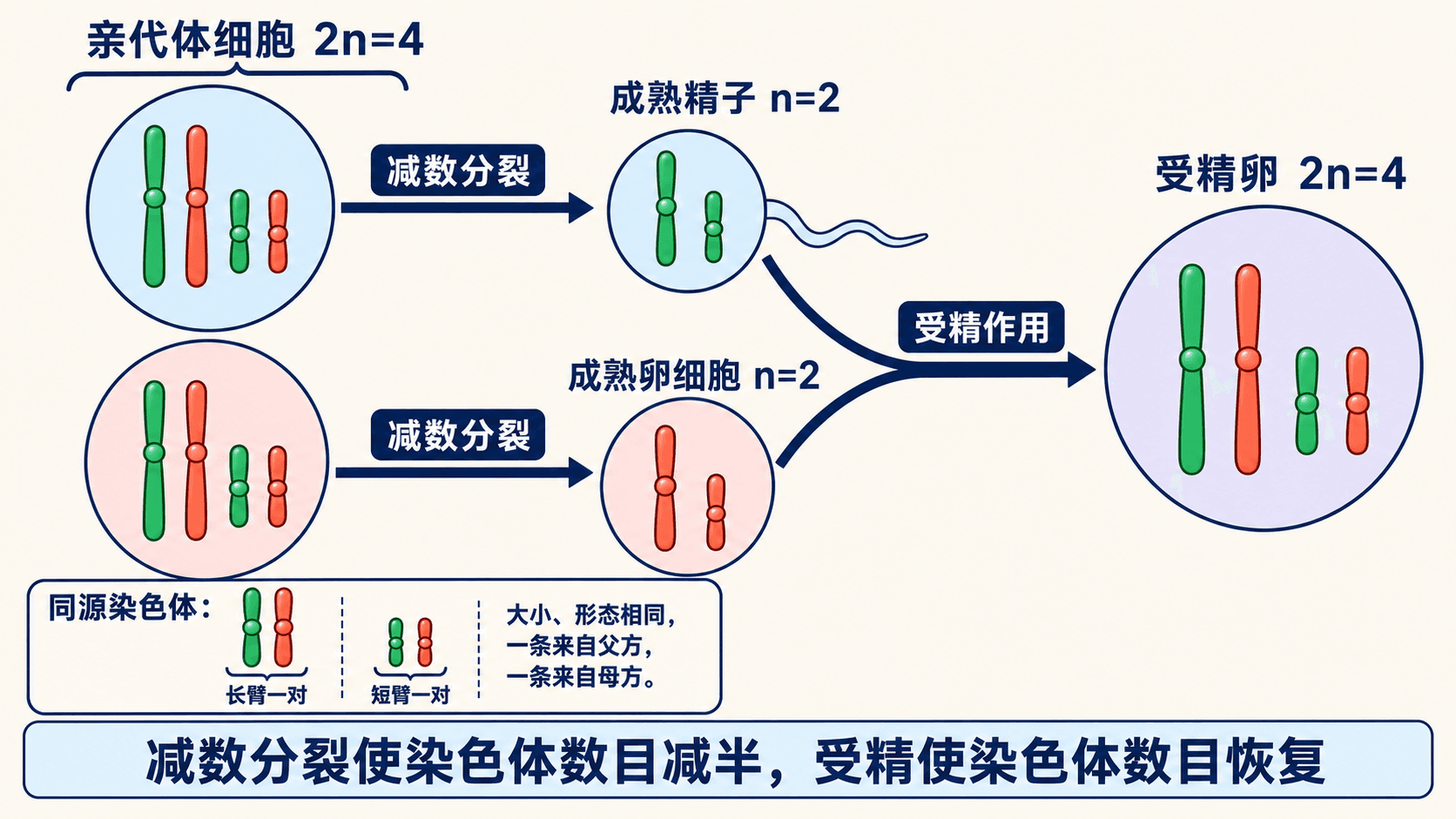 从体细胞到配子再到受精卵的染色体数目变化示意图