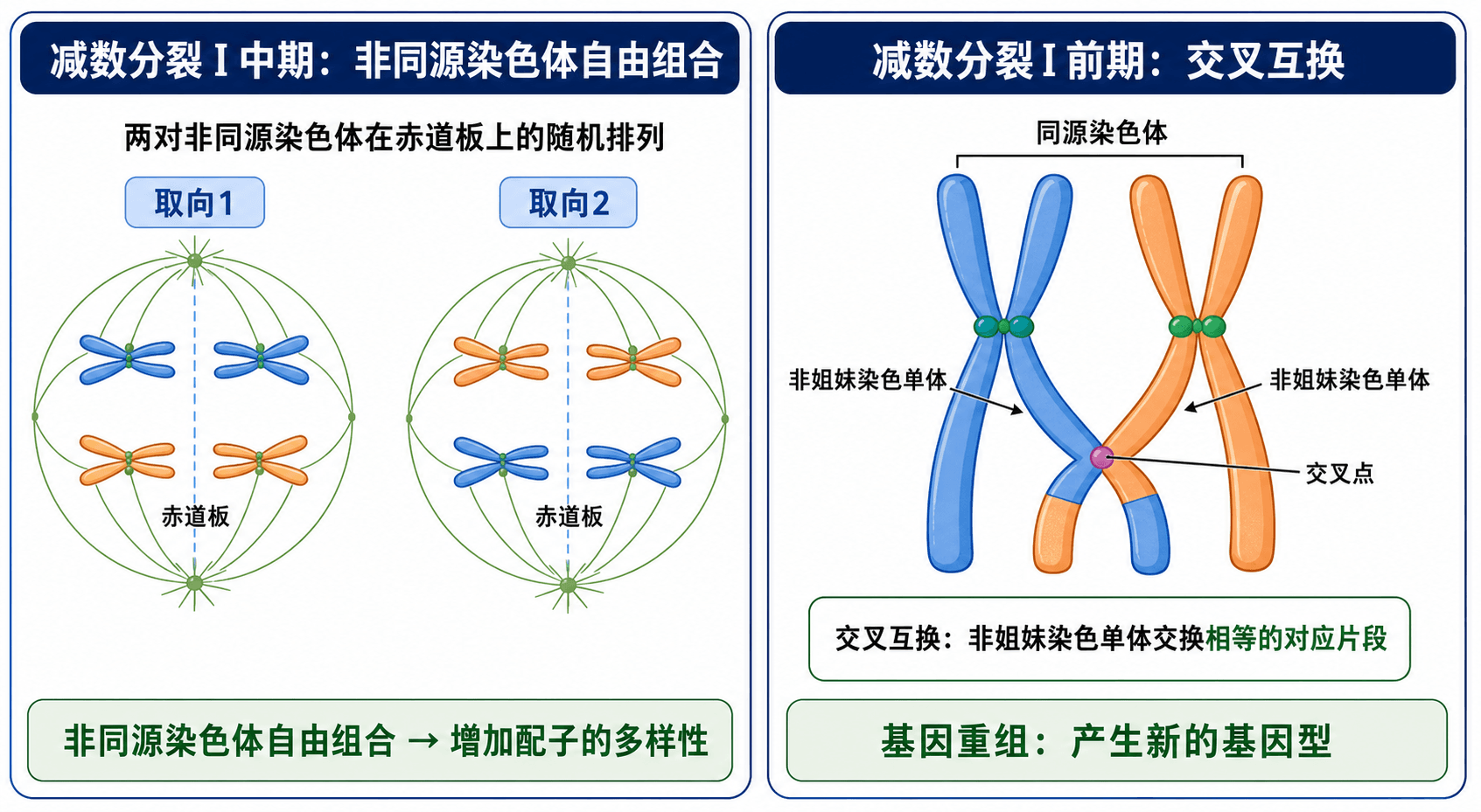 减数分裂如何带来配子多样性