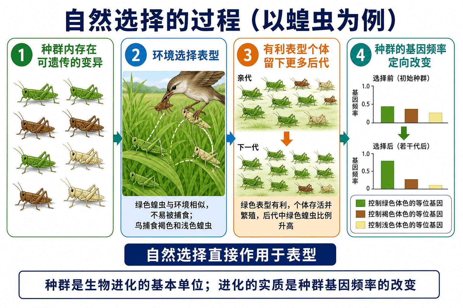 自然选择使种群基因频率改变