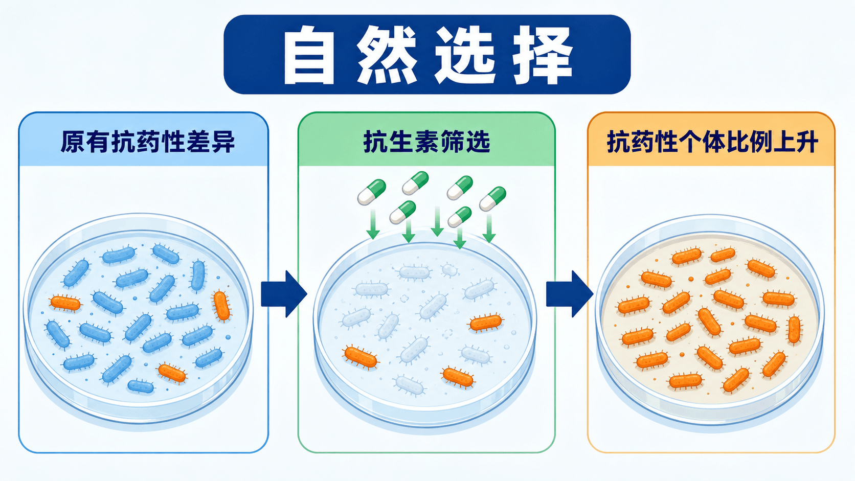 抗生素筛选原有抗药性差异,使抗药性个体比例上升