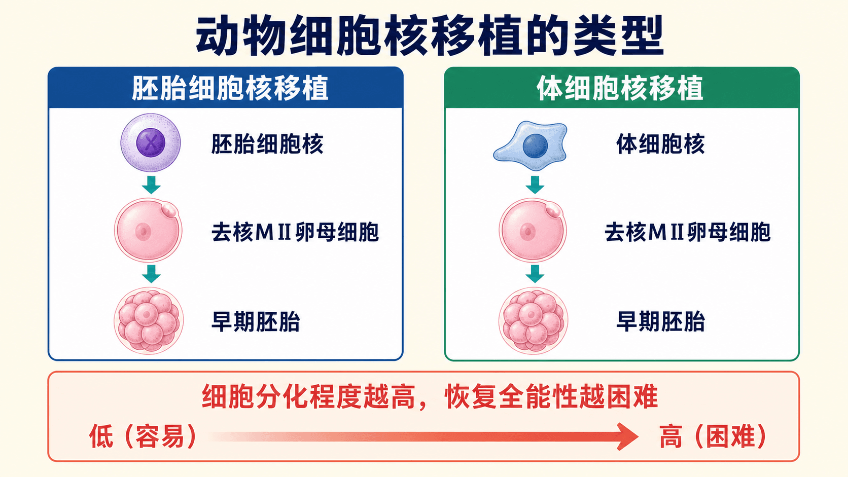动物细胞核移植的两类技术:胚胎细胞核与体细胞核